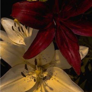 Meet your Posher, Caitlin